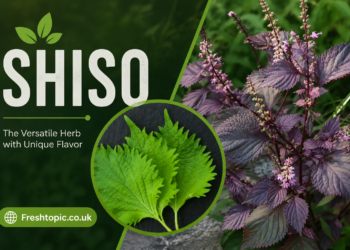 shiso