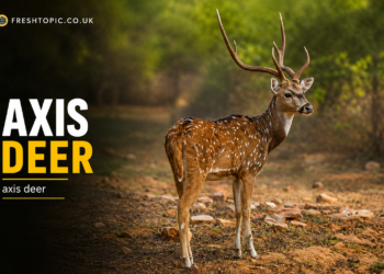 axis deer