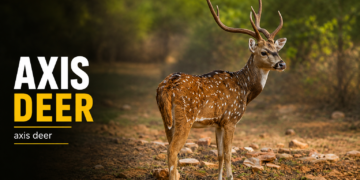 axis deer